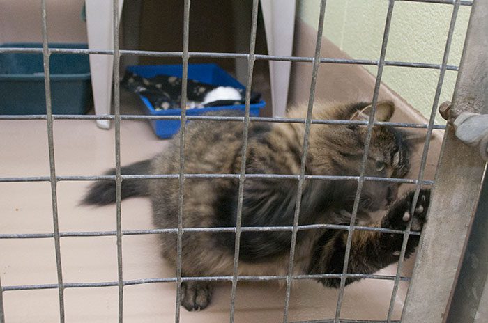 Liz White and a veterinarian at the shelter said, feral kittens as young as eight to ten weeks are theoretically tameable but such cases happen very rarely.
