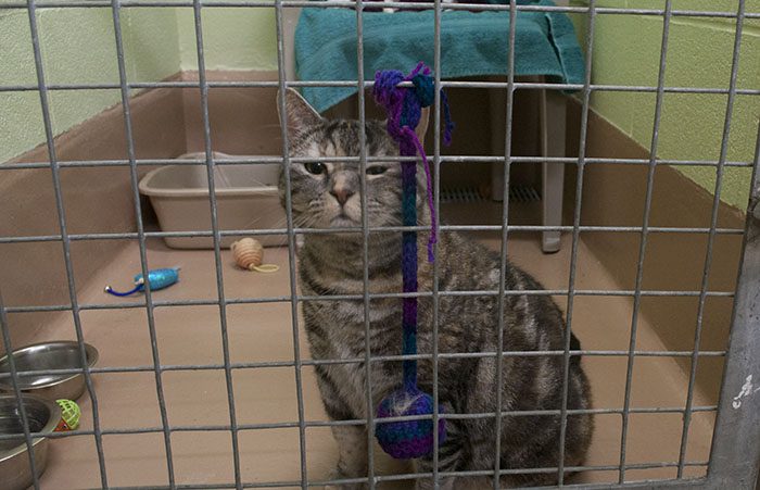 A volunteer at the Scarborough shelter said more cats come in warmer seasons. She said they call it a “kitten season.”
